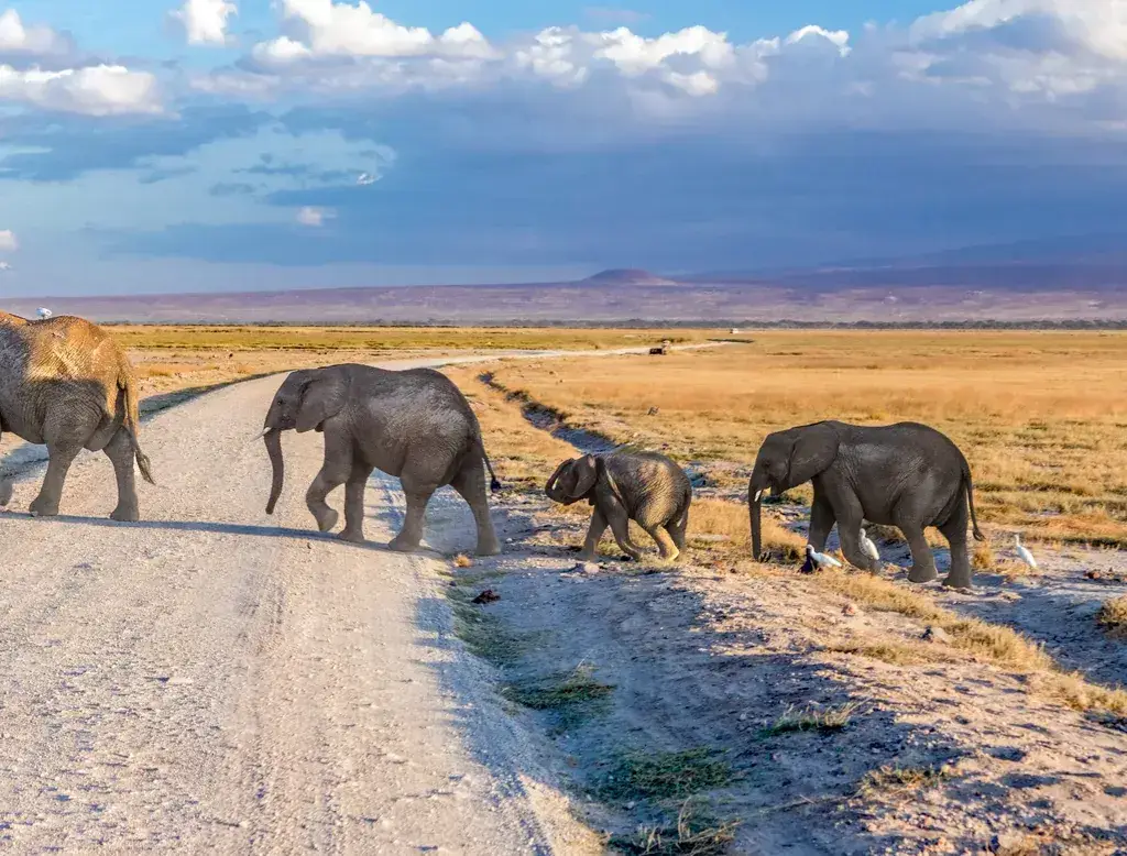 Elephants crossing a dusty track in Amboseli National Park, Kenya