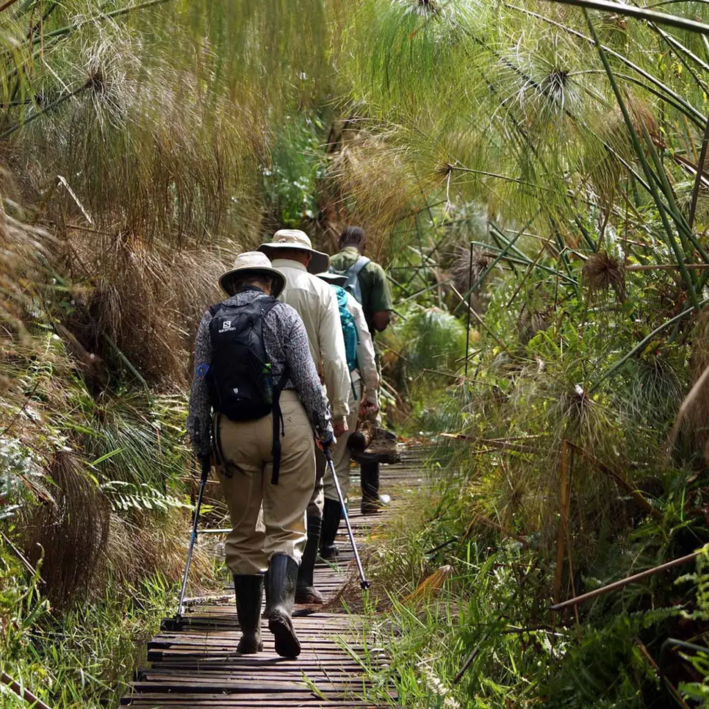 Walkers on the Bigodi Wetland boardwalk