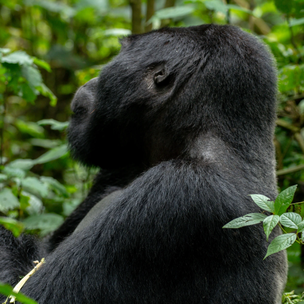 A large dark gorilla sitting side-on among leaves in the forest