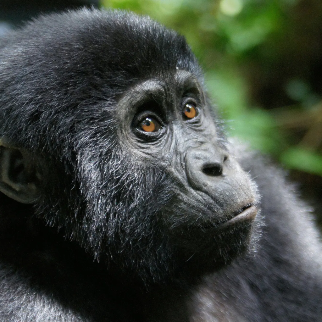 A young mountain gorilla with brown eyes looking to one side in Bwindi forest