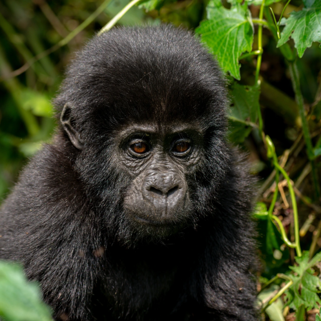 Bwindi baby gorilla portrait.webp