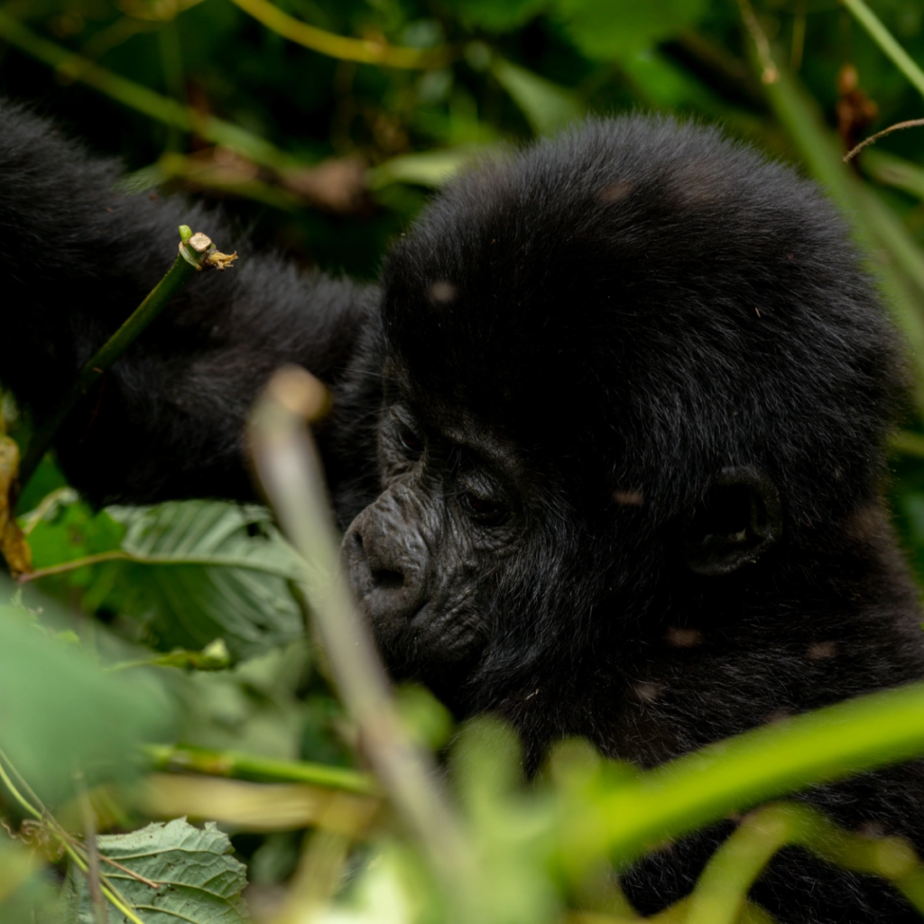 A baby gorilla's face seen through blurred green stems