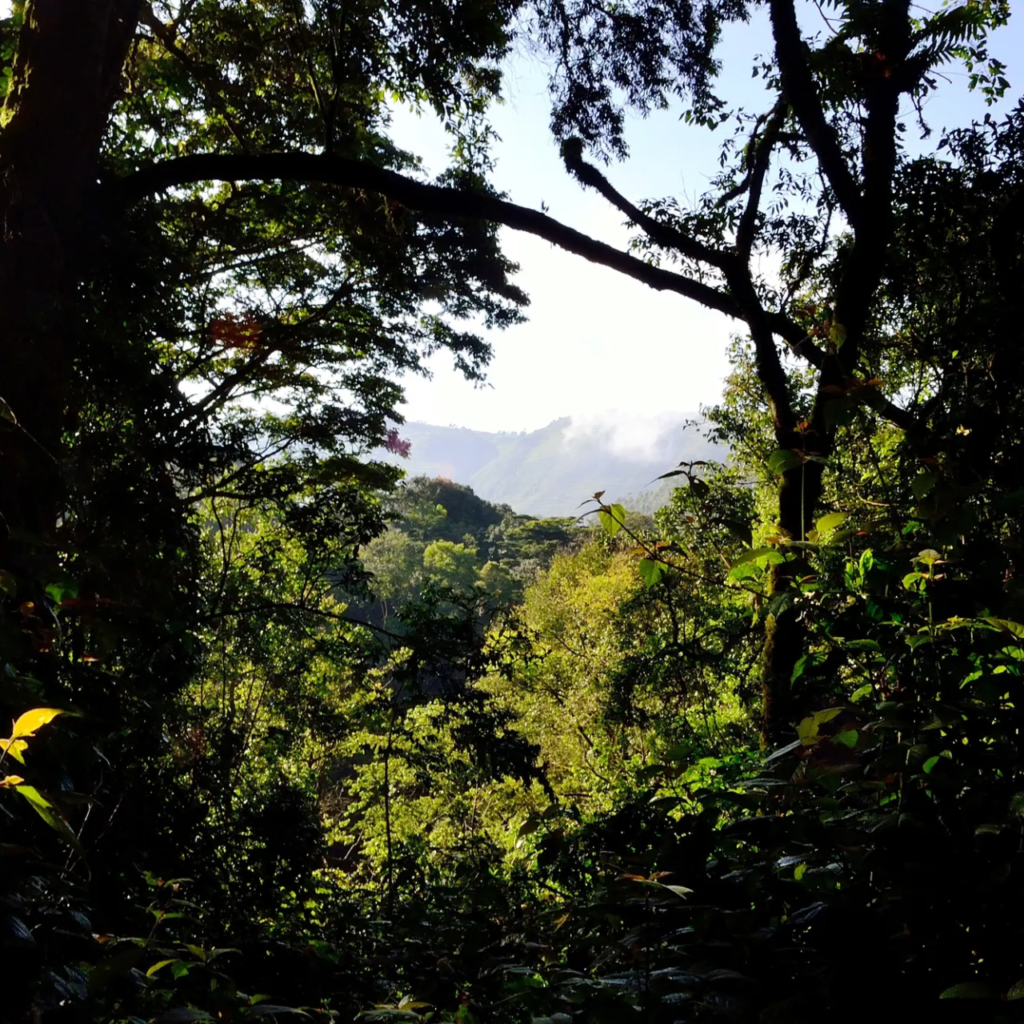 Tall rainforest trees and mist over the Bwindi canopy
