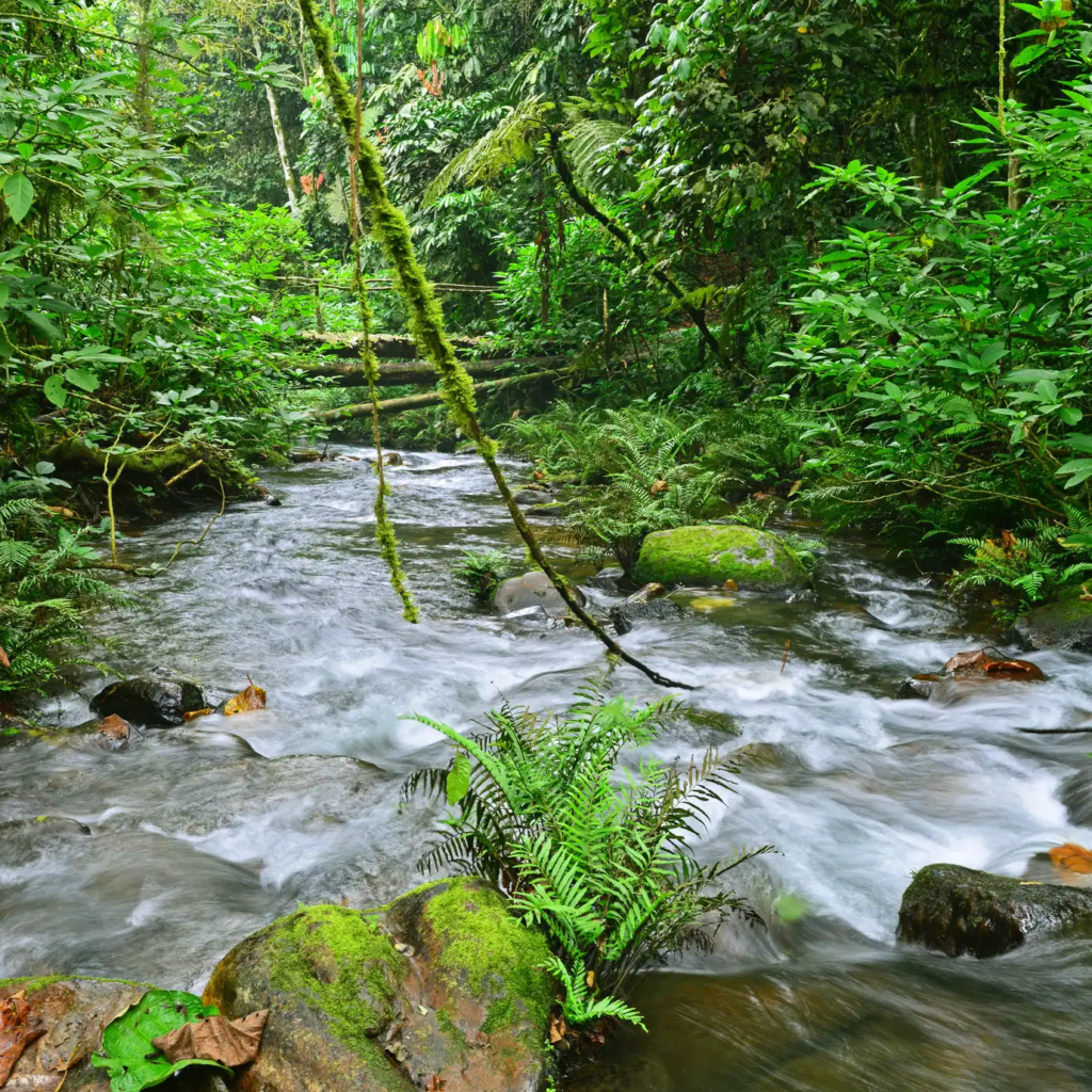 A clear forest stream running over mossy rocks in Bwindi rainforest