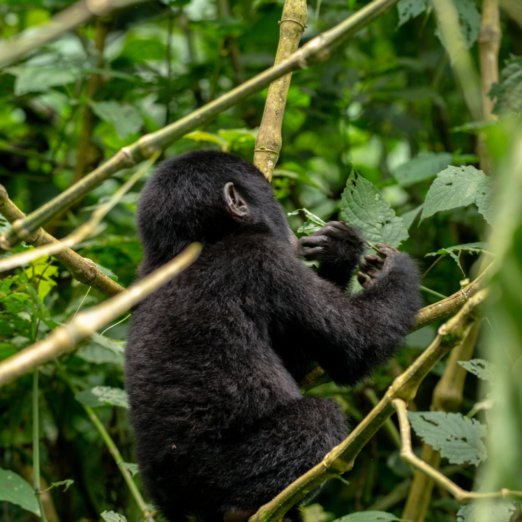 A small gorilla sitting among thick vines and leaves in the forest