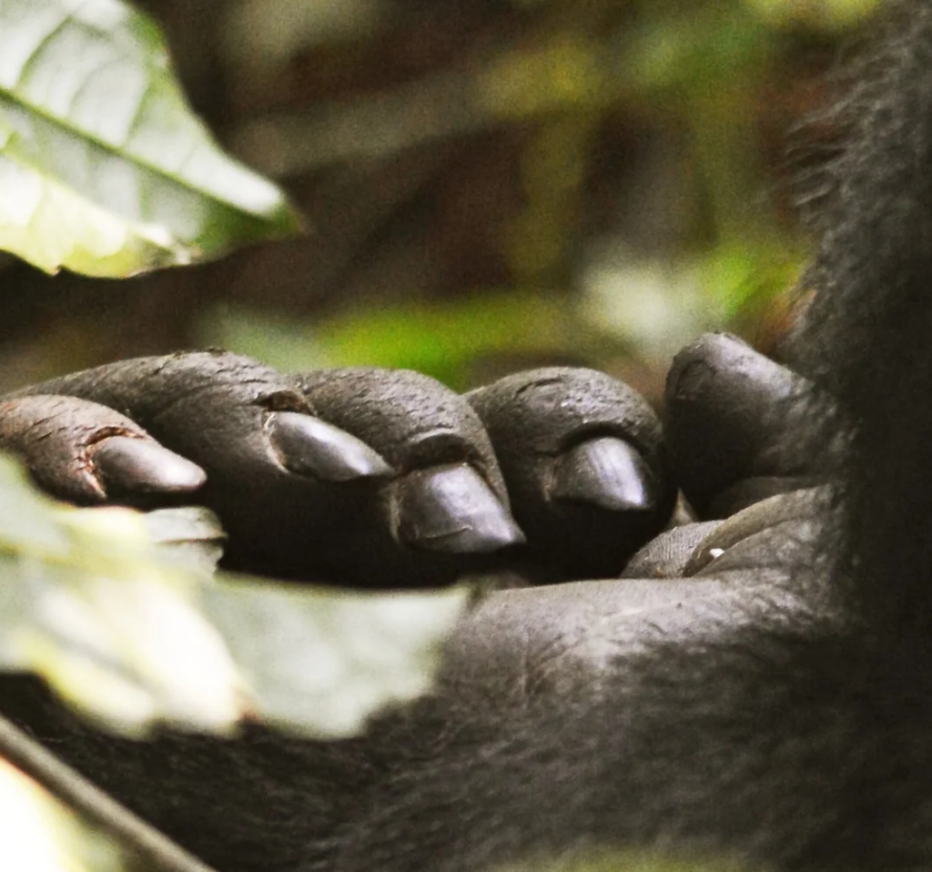 13 Day Habituation Special: Gorillas, Chimps, Nile Fishing and Rafting