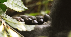 13 Day Habituation Special: Gorillas, Chimps, Nile Fishing and Rafting