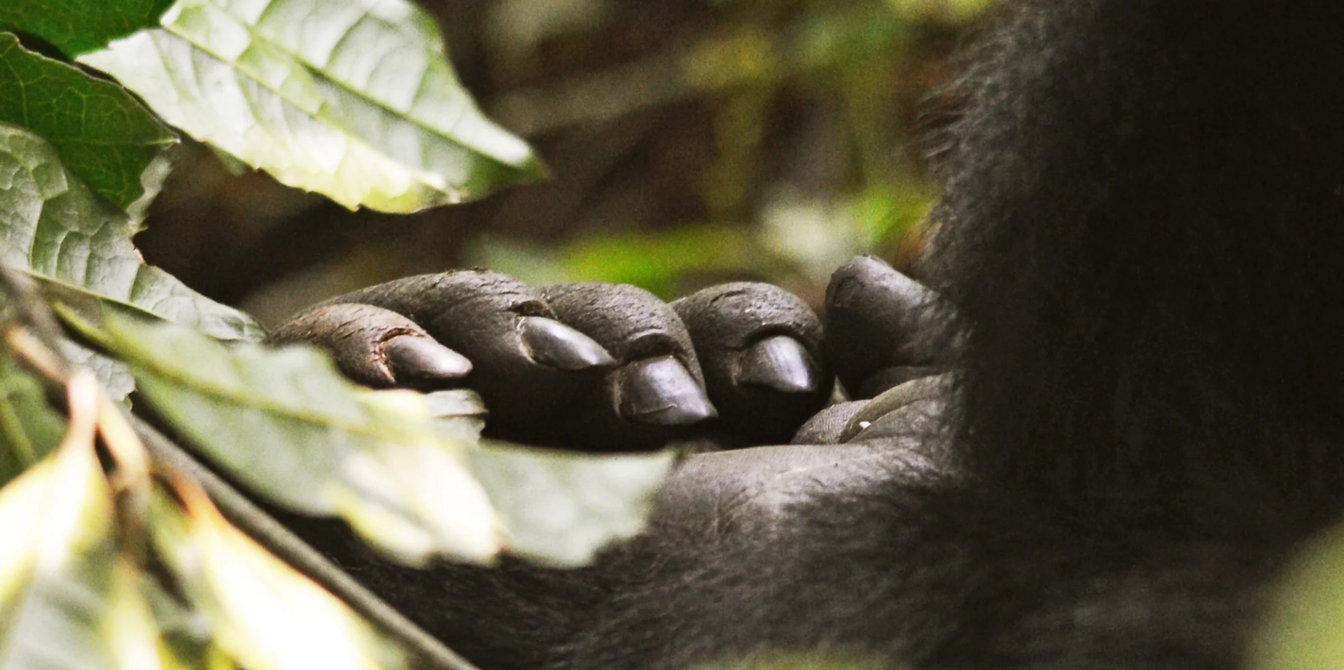 13 Day Habituation Special: Gorillas, Chimps, Nile Fishing and Rafting