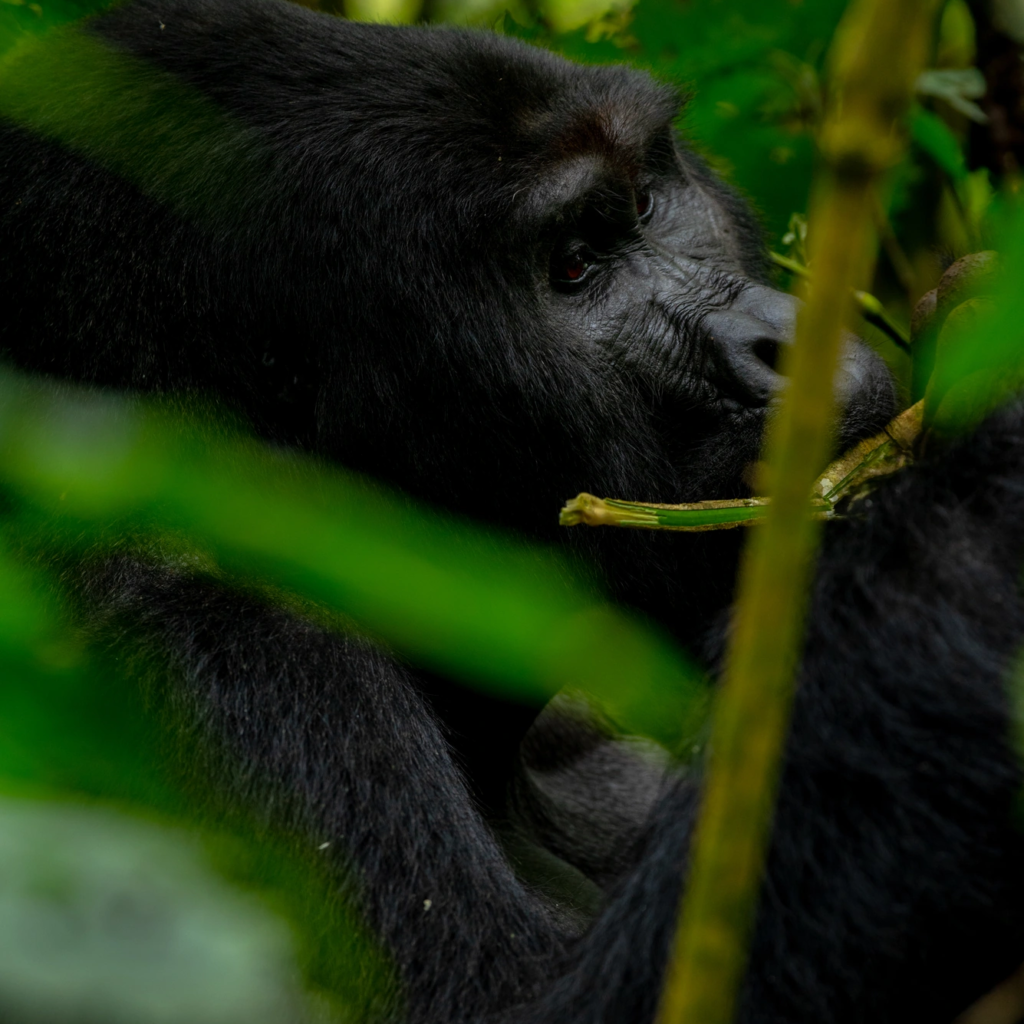Side view of a gorilla's face behind bamboo stems in Bwindi