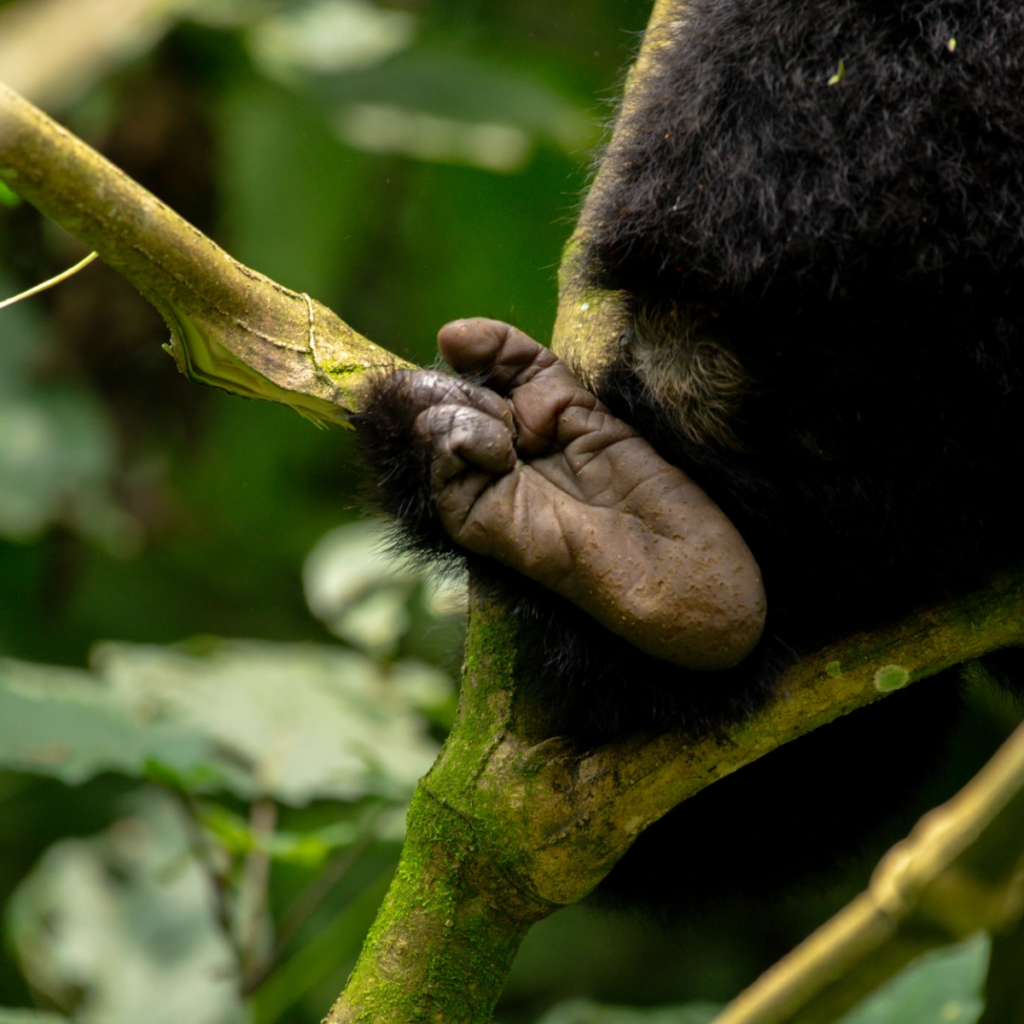 A gorilla's foot gripping a branch among green leaves