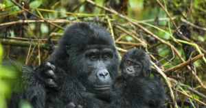 Luxury Gorilla Safari: Lodges, Flights and Private Guiding