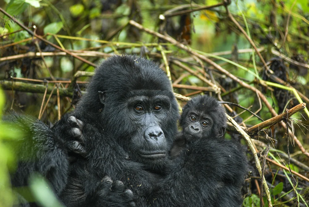 Gorilla mother and baby, Bwindi Impenetrable National Park