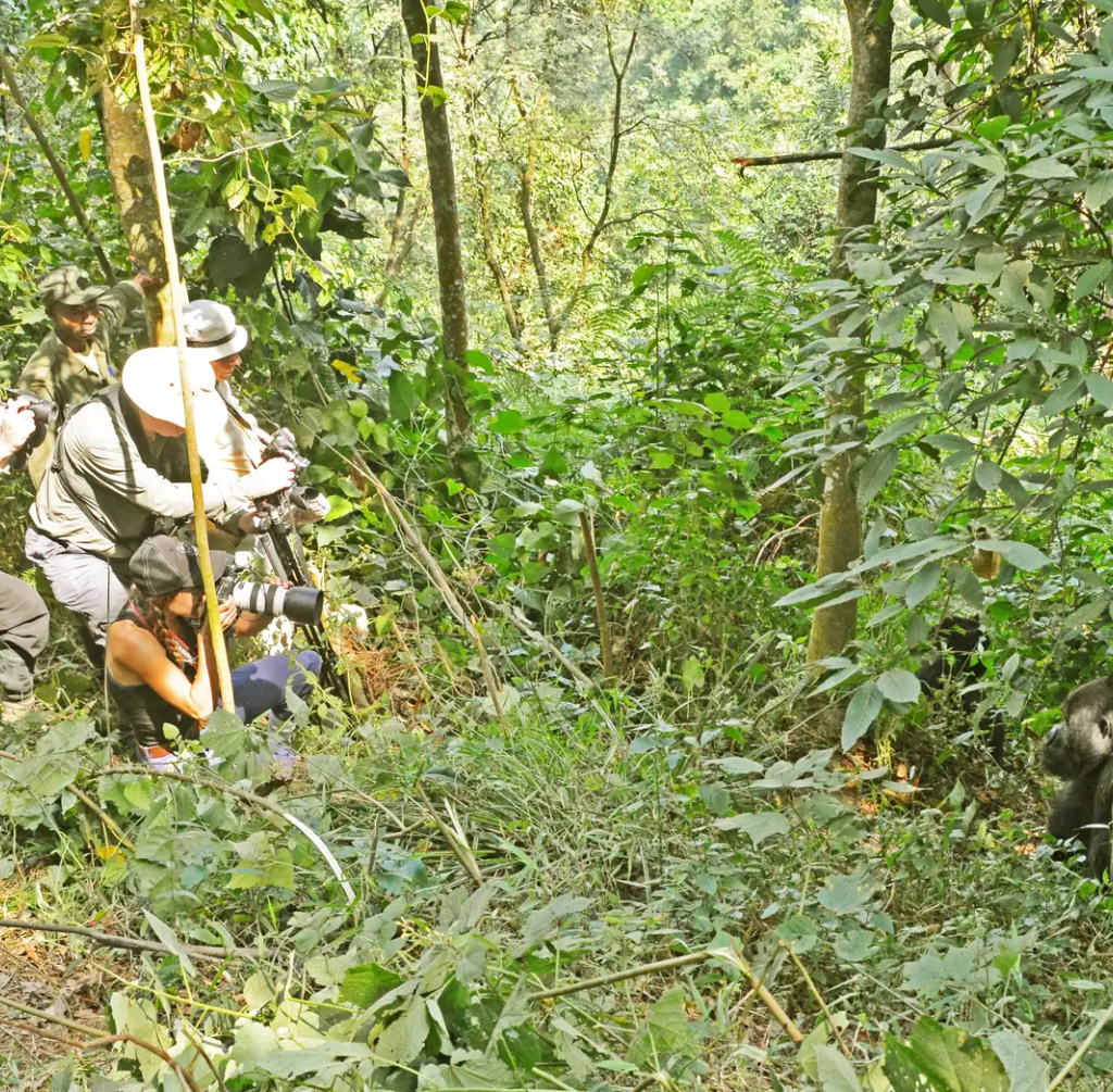 5 Day Kigali to Bwindi: Gorillas, Golden Monkeys and Batwa