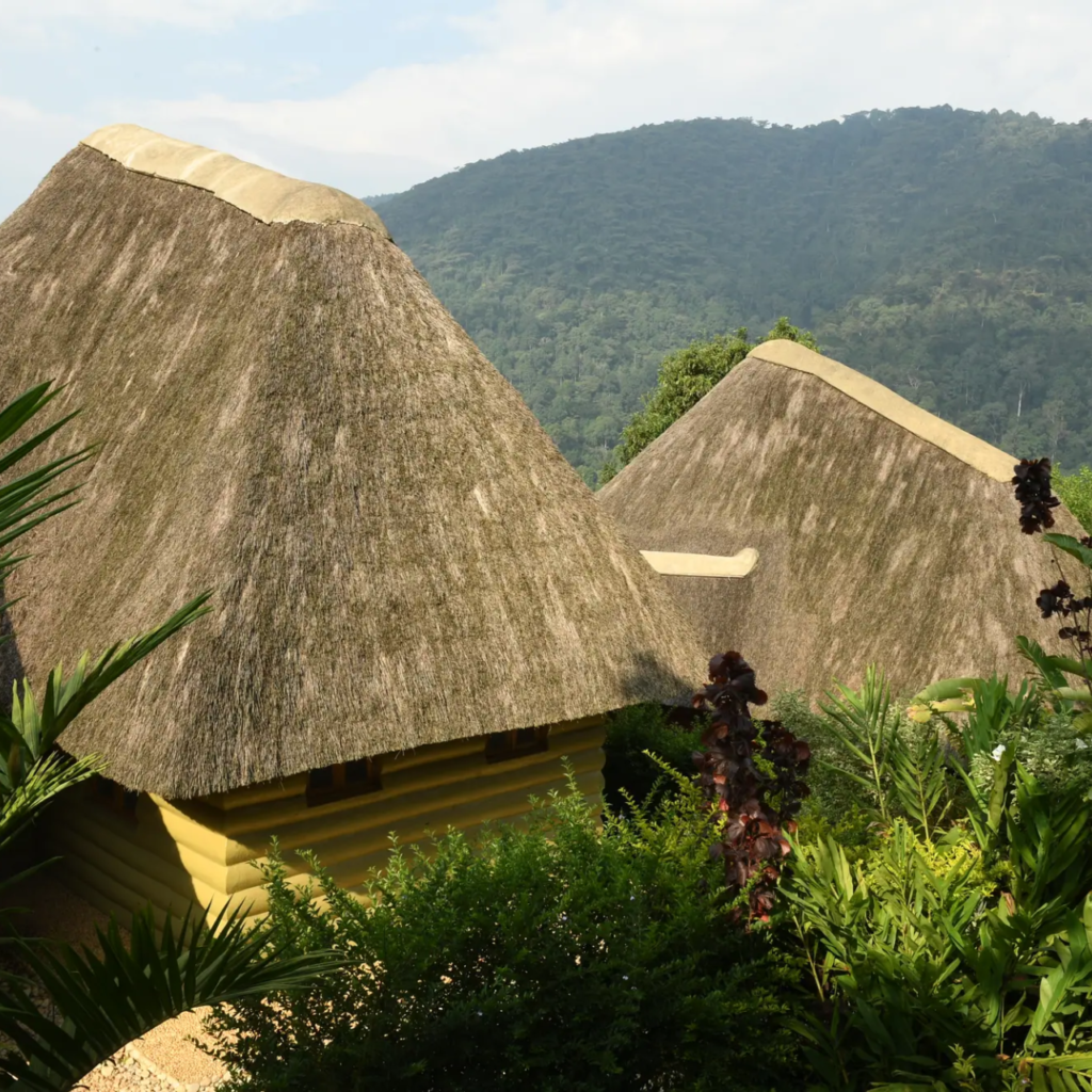 Lodge thatched bandas, Bwindi Impenetrable National Park