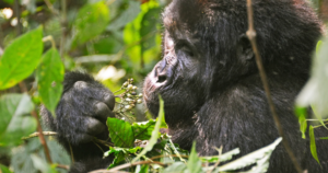 The Complete Guide to Gorilla Trekking in Uganda
