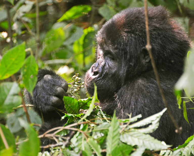 Mountain gorillas, Bwindi Impenetrable National Park