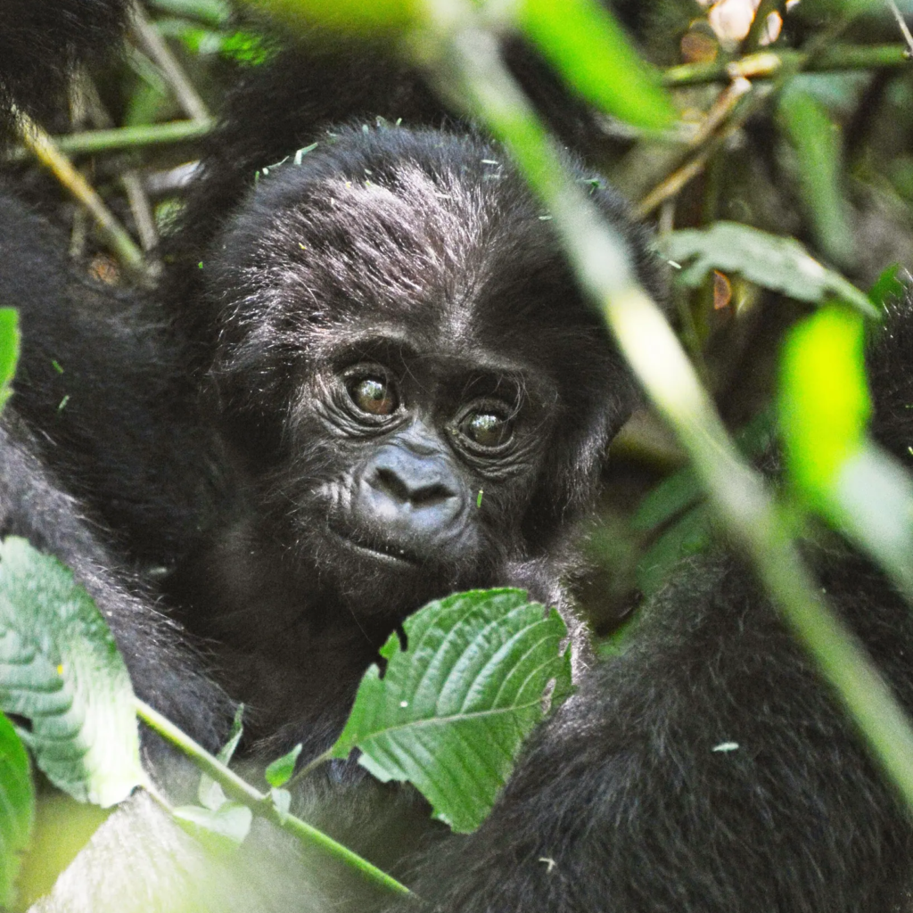 10 Day Pearl of Africa Gorillas, Chimps and Big Game