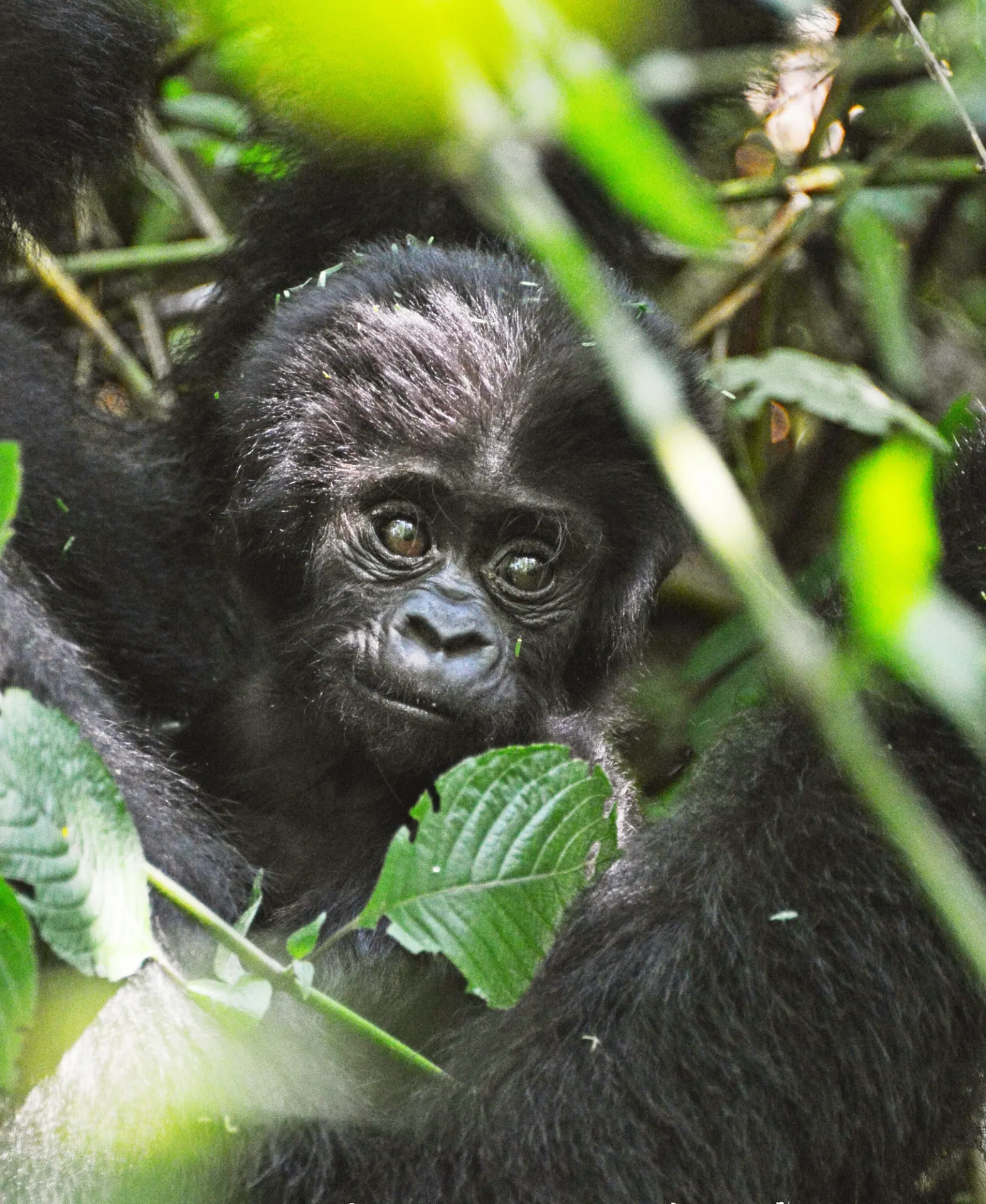 5 Day Luxury Gorilla Fly-in Retreat