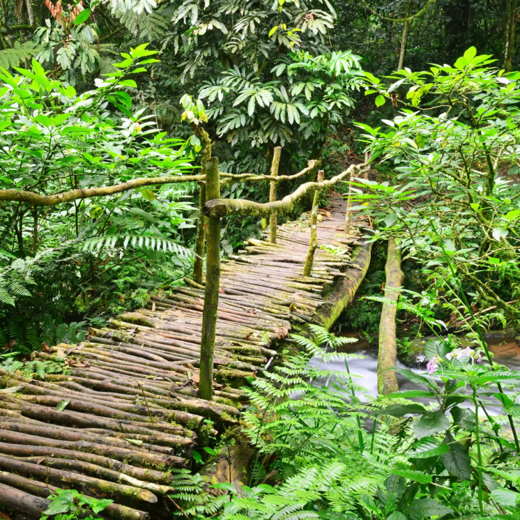 17 Day Uganda and Rwanda Grand Primate Circuit