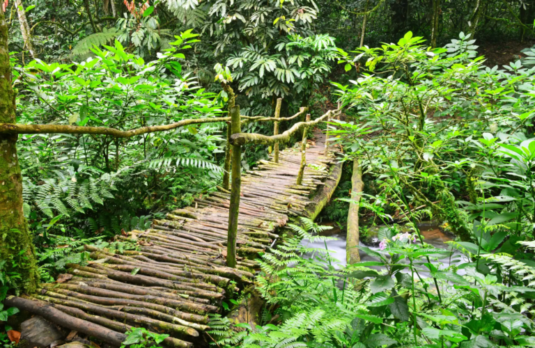 17 Day Uganda and Rwanda Grand Primate Circuit