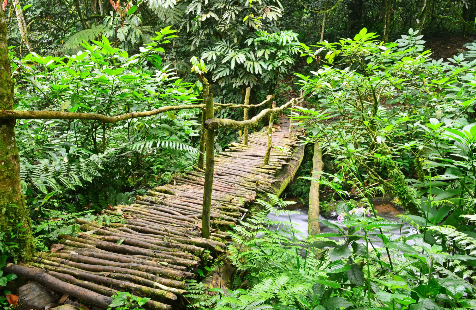 17 Day Uganda and Rwanda Grand Primate Circuit