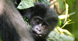 10 Day Two Nations Gorilla Trail: Uganda and Rwanda