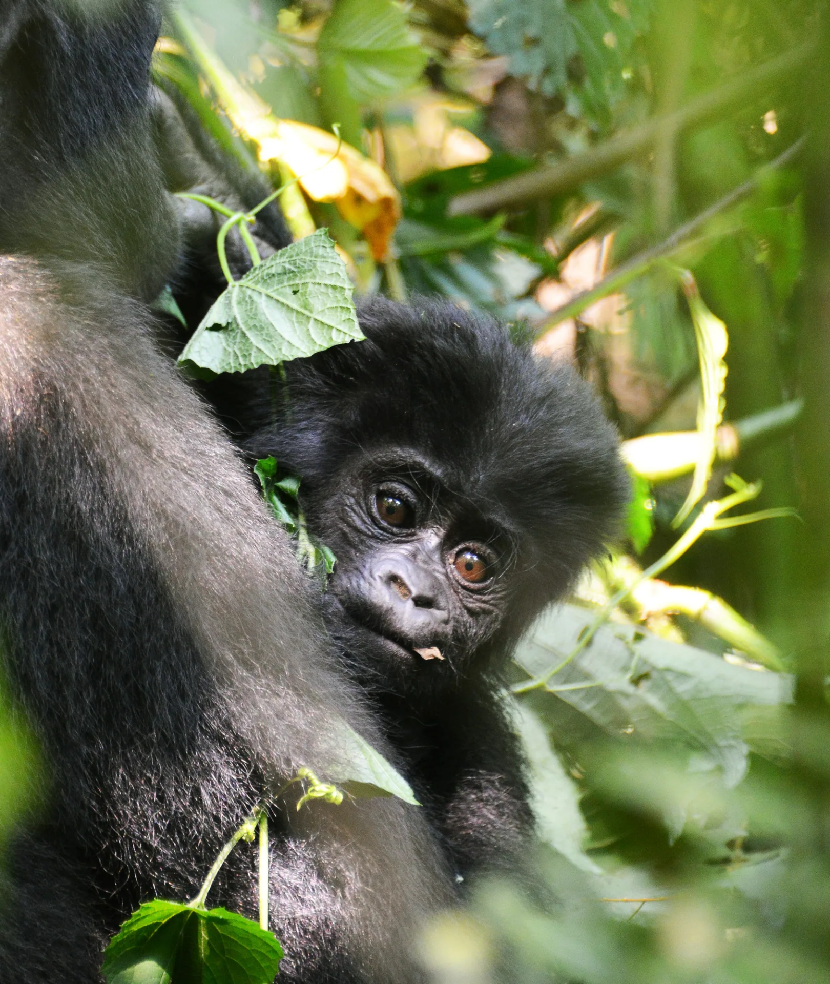 10 Day Two Nations Gorilla Trail: Uganda and Rwanda