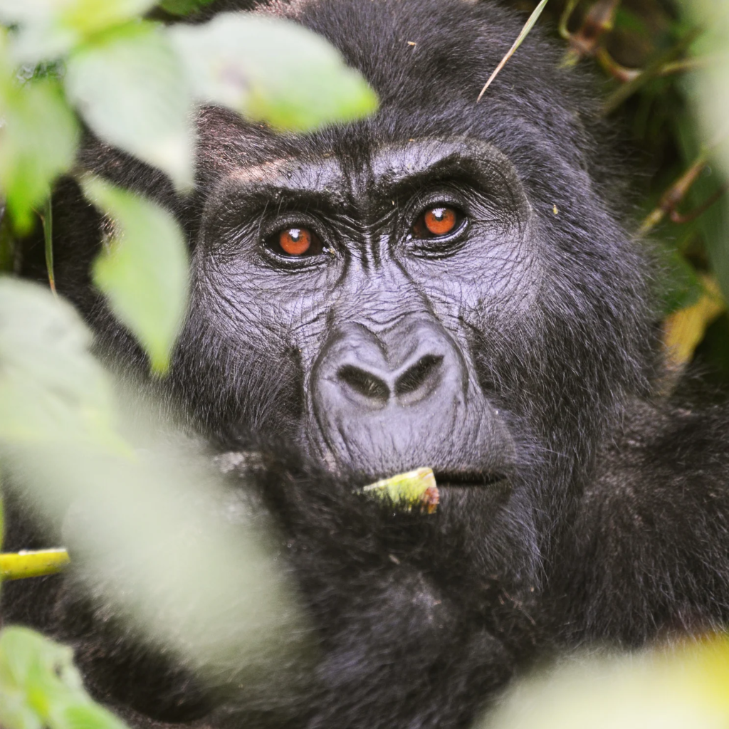 14 Day Great Lakes Gorillas and Wildlife: Uganda and Rwanda