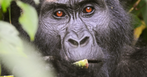 14 Day Great Lakes Gorillas and Wildlife: Uganda and Rwanda