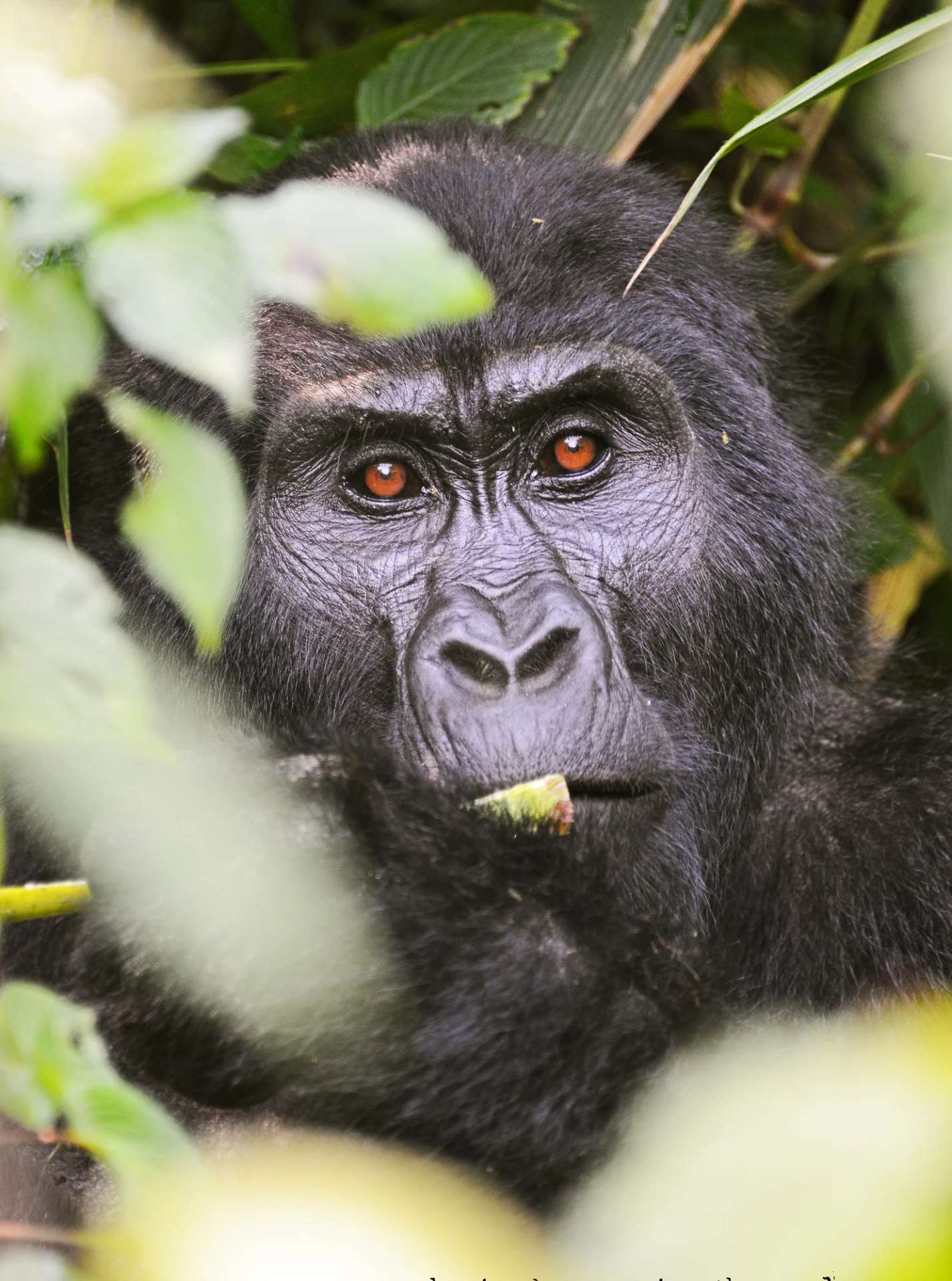 14 Day Great Lakes Gorillas and Wildlife: Uganda and Rwanda