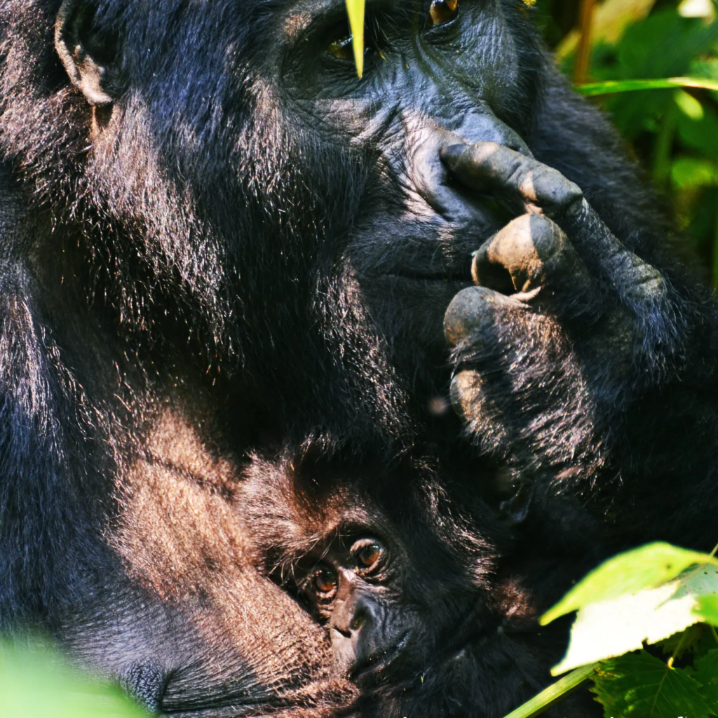 7 Day Virunga Gorilla Crossing: Uganda and Rwanda
