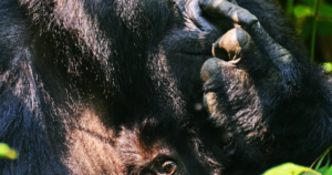 7 Day Virunga Gorilla Crossing: Uganda and Rwanda