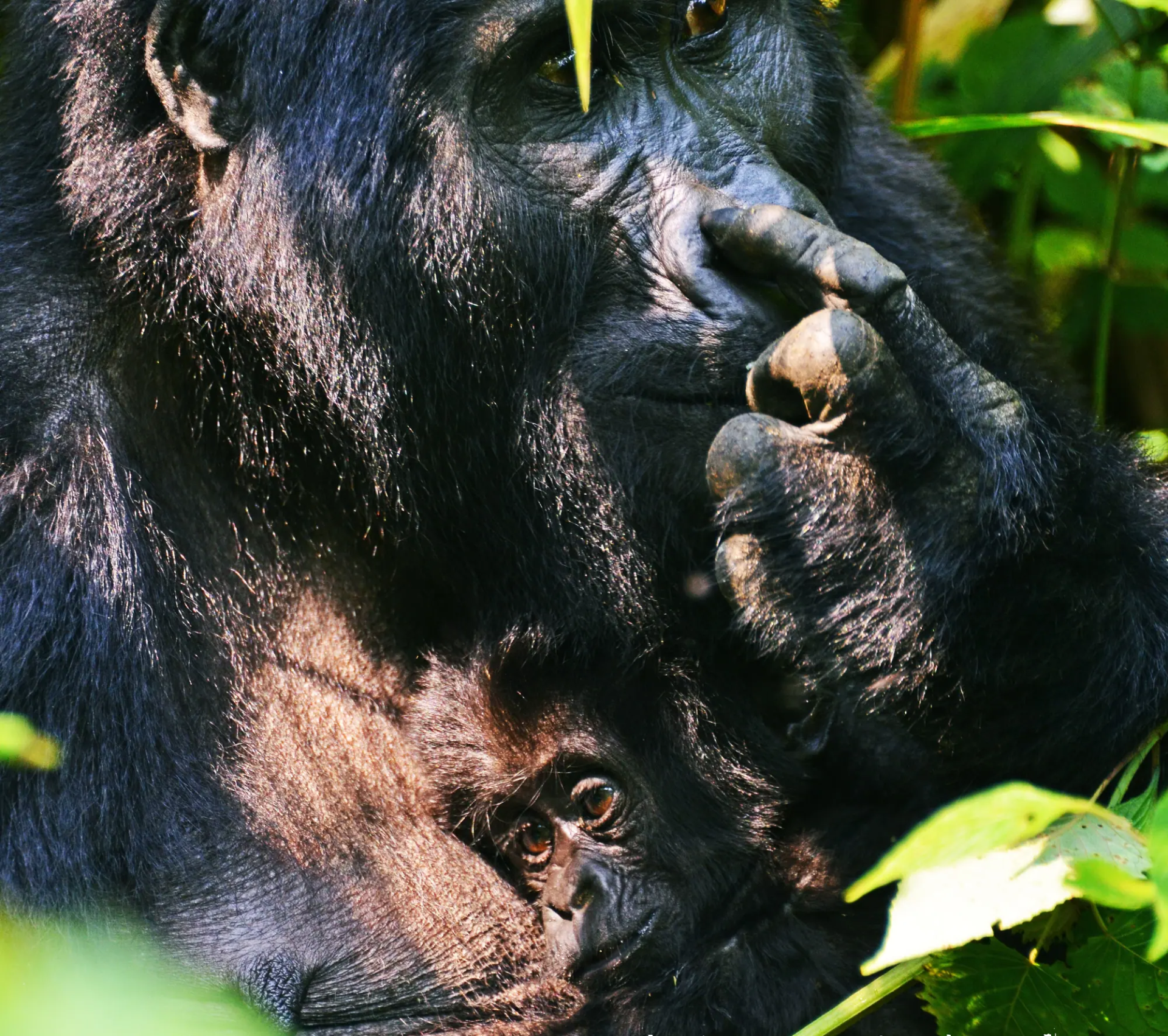 7 Day Virunga Gorilla Crossing: Uganda and Rwanda