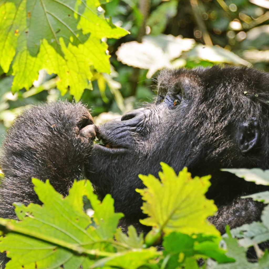4 Day Sky Route to Gorillas and Chimps