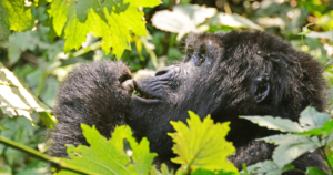 4 Day Sky Route to Gorillas and Chimps