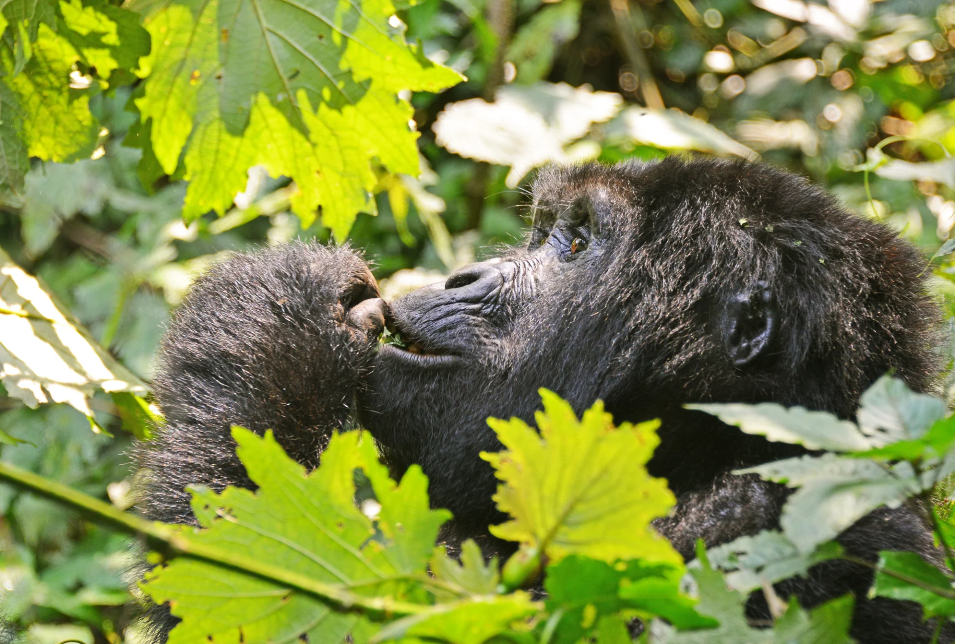 4 Day Sky Route to Gorillas and Chimps