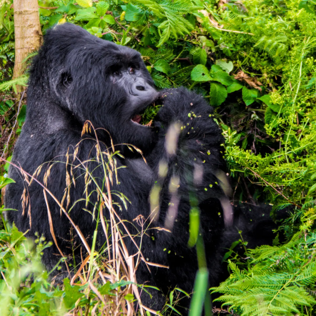 5 Day Luxury Gorilla Habituation by Air