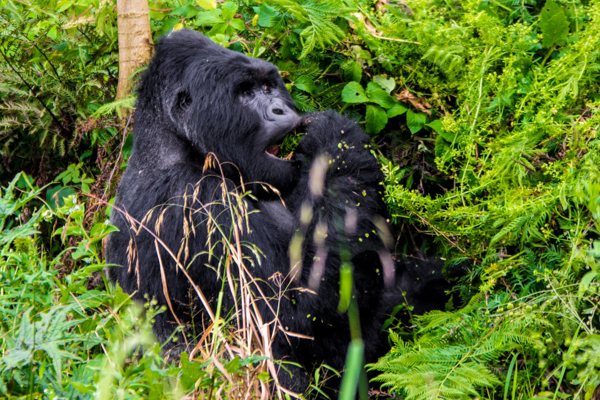 5 Day Luxury Gorilla Habituation by Air