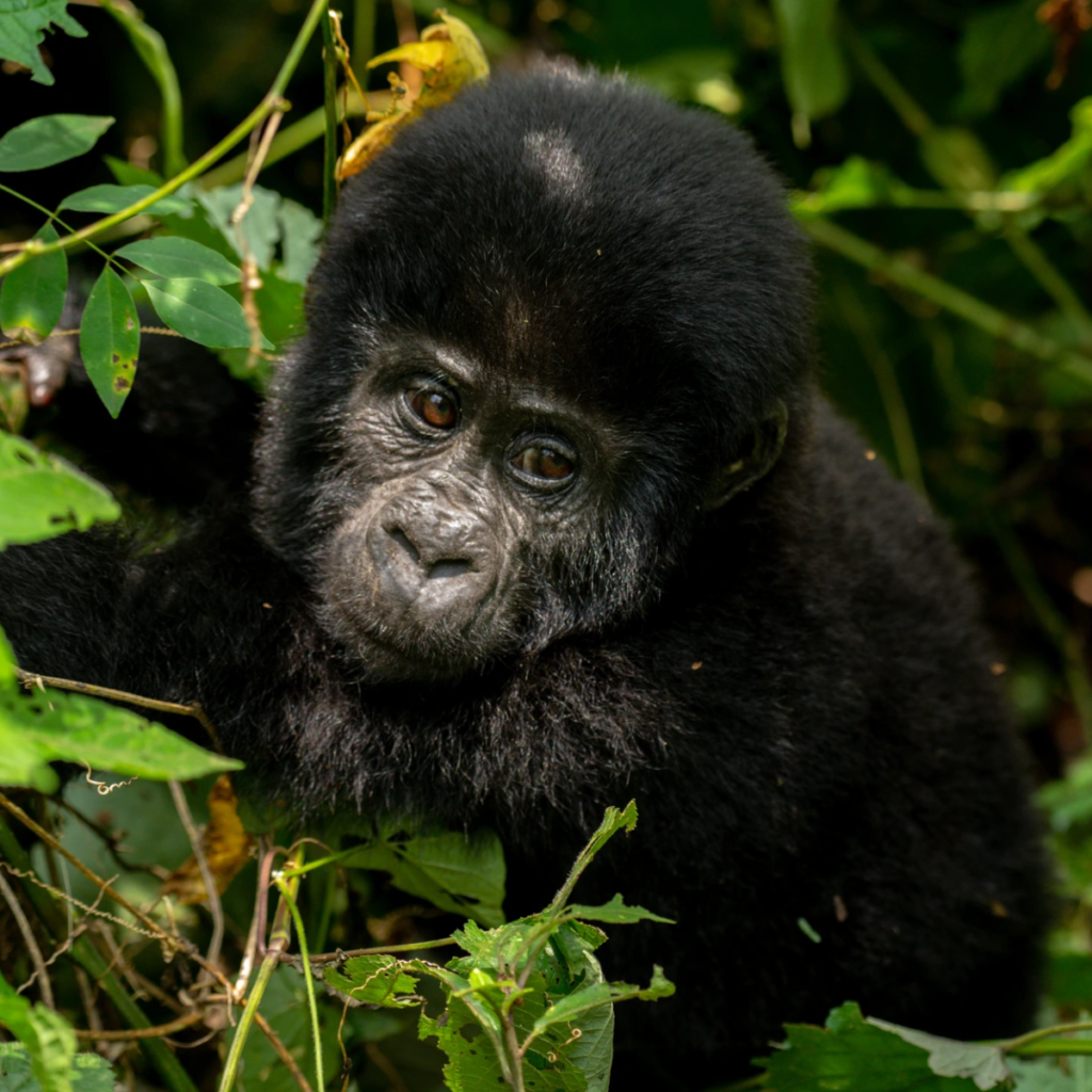 Young mountain gorilla resting among vines in Bwindi