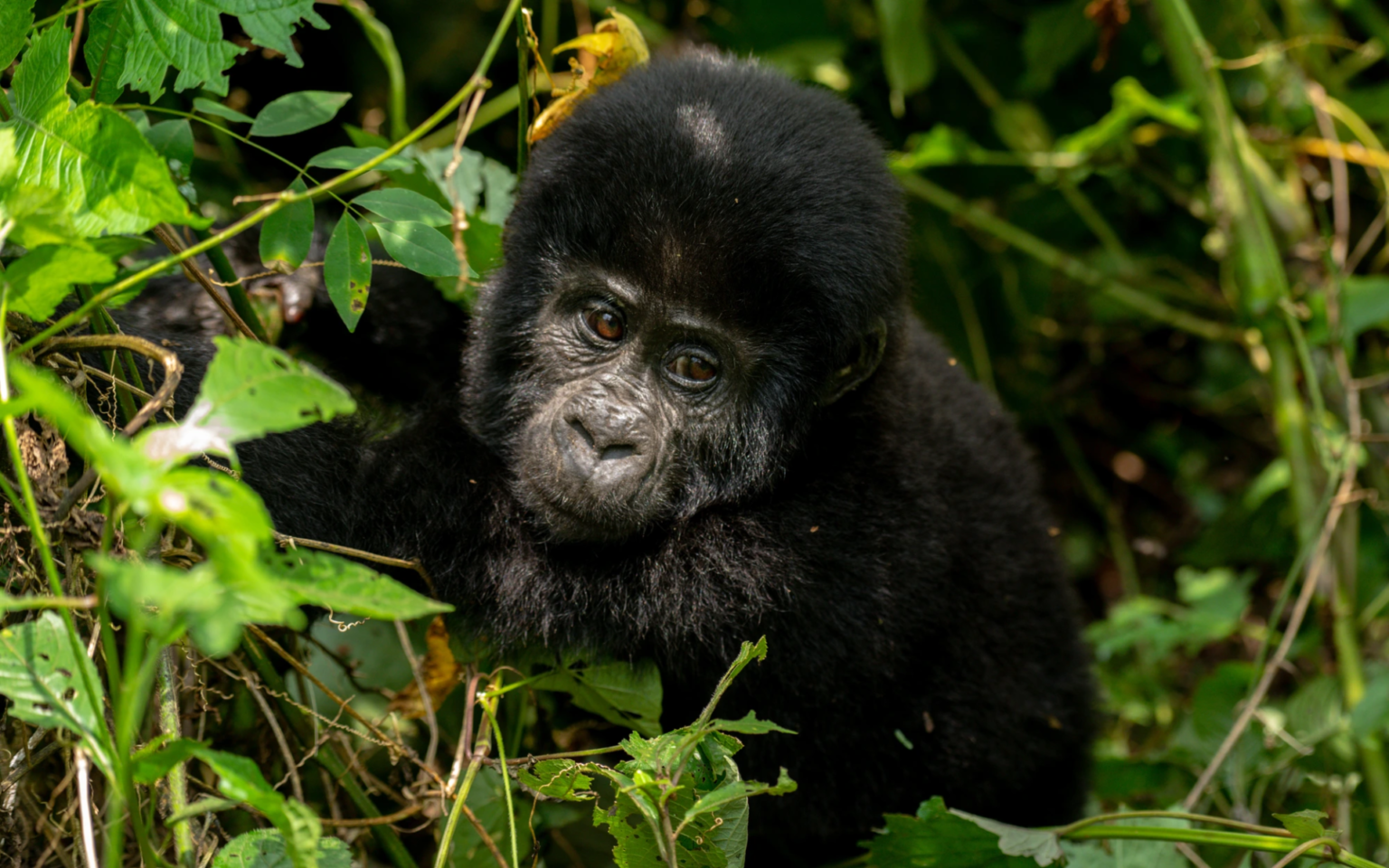 Bwindi Impenetrable National Park