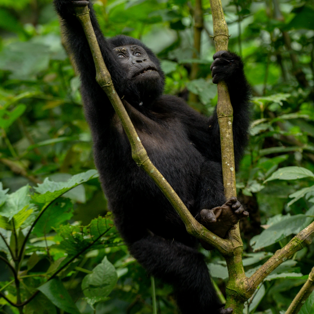 A young gorilla climbing a thin vertical vine in Bwindi forest