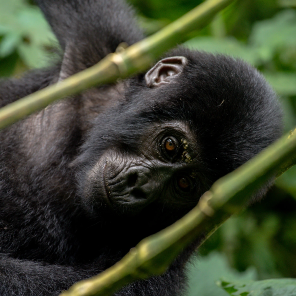 5-Day Uganda Gorilla Trekking Safari