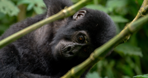 5-Day Uganda Gorilla Trekking Safari