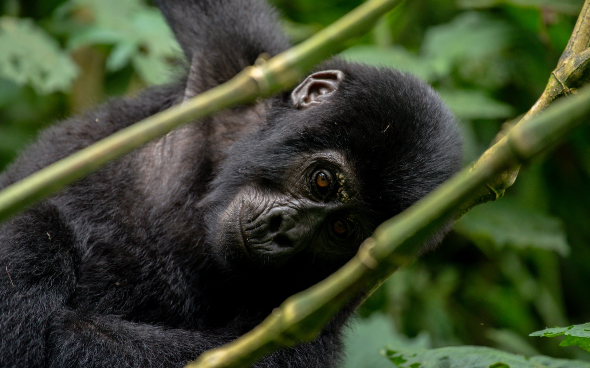 5-Day Uganda Gorilla Trekking Safari
