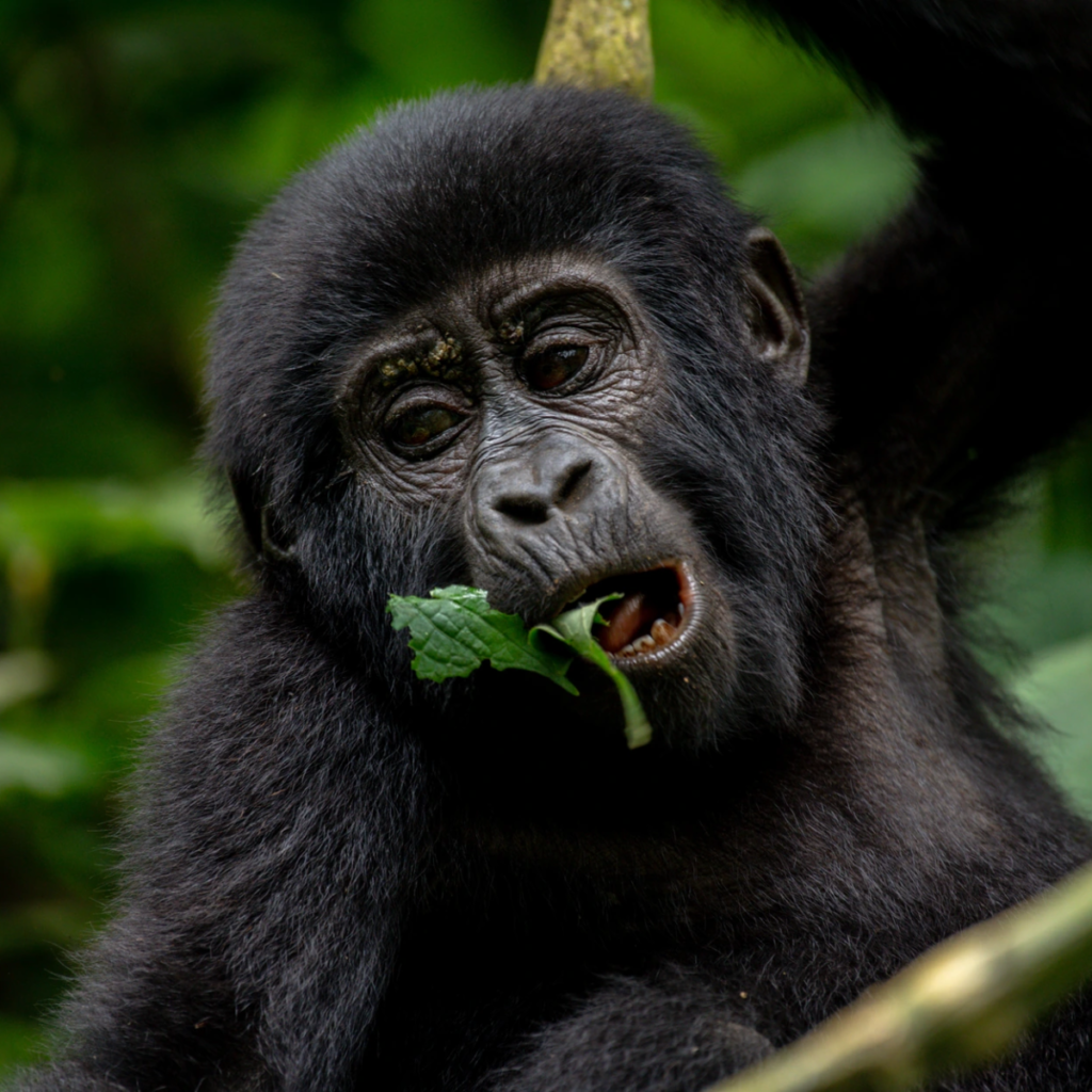 Gorilla Habituation
