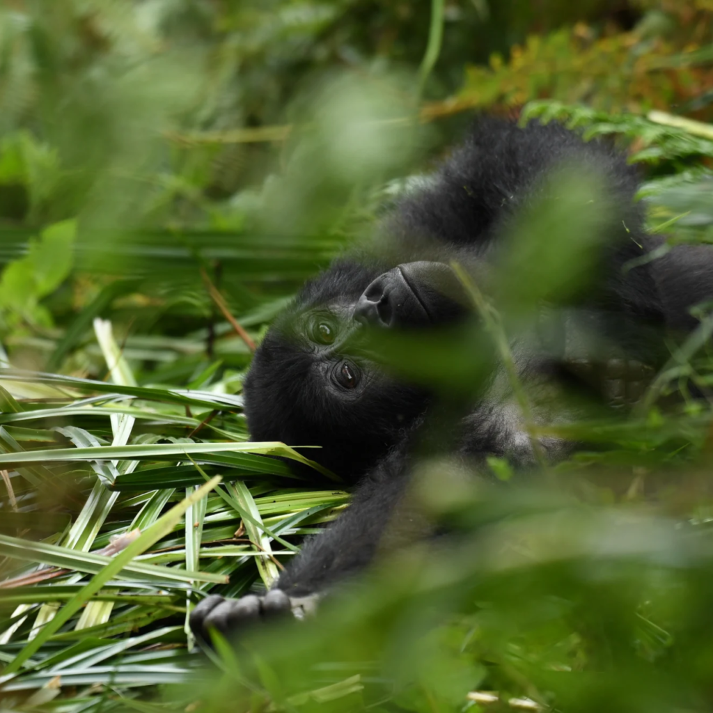 A young gorilla feeding on leaves in Bwindi forest