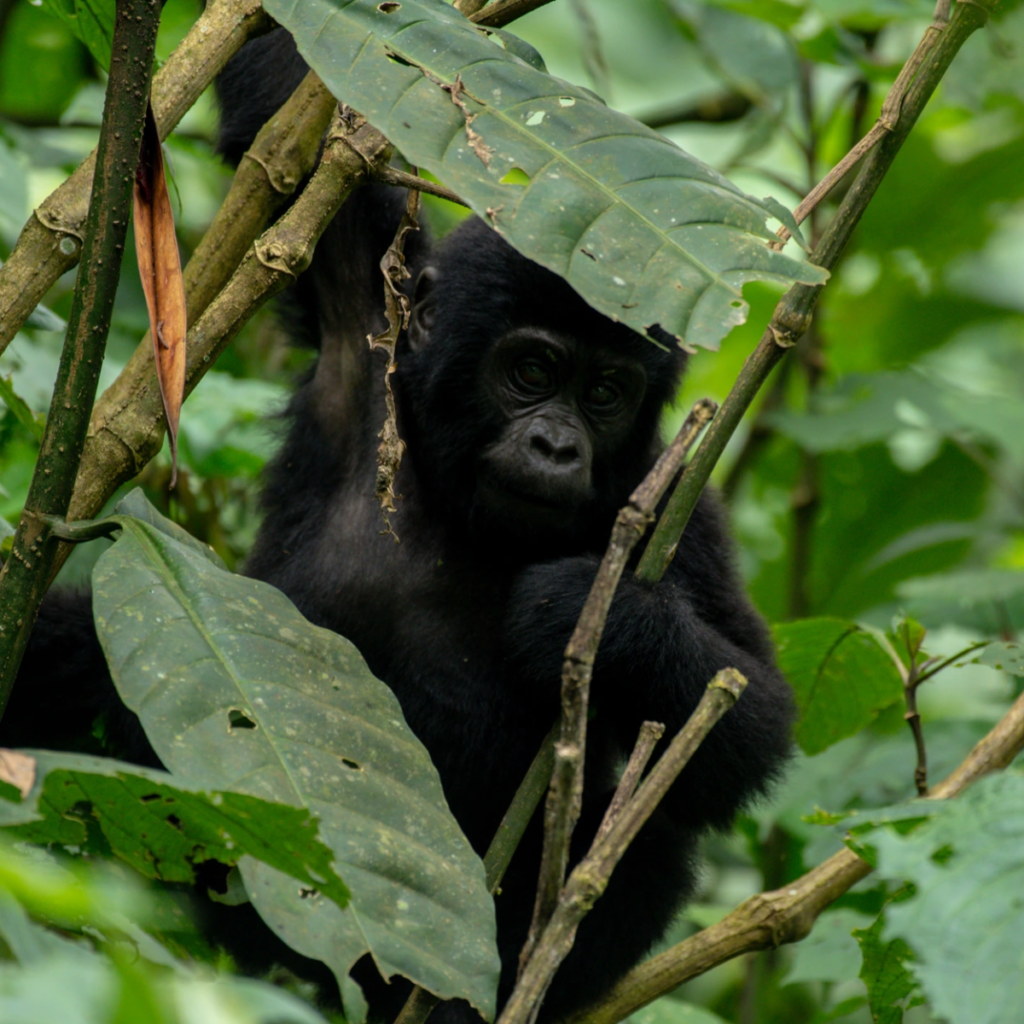 Gorilla Trekking