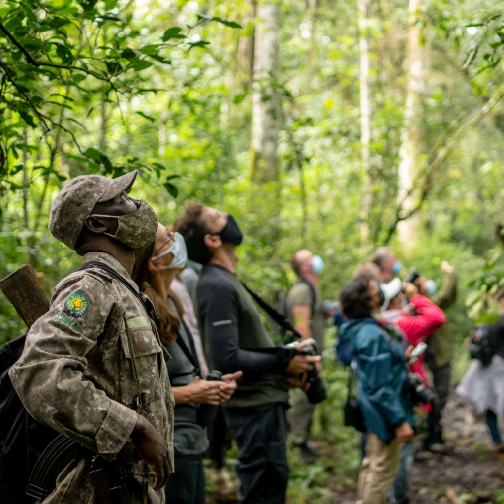 A ranger and visitors looking up into the trees on a forest walk