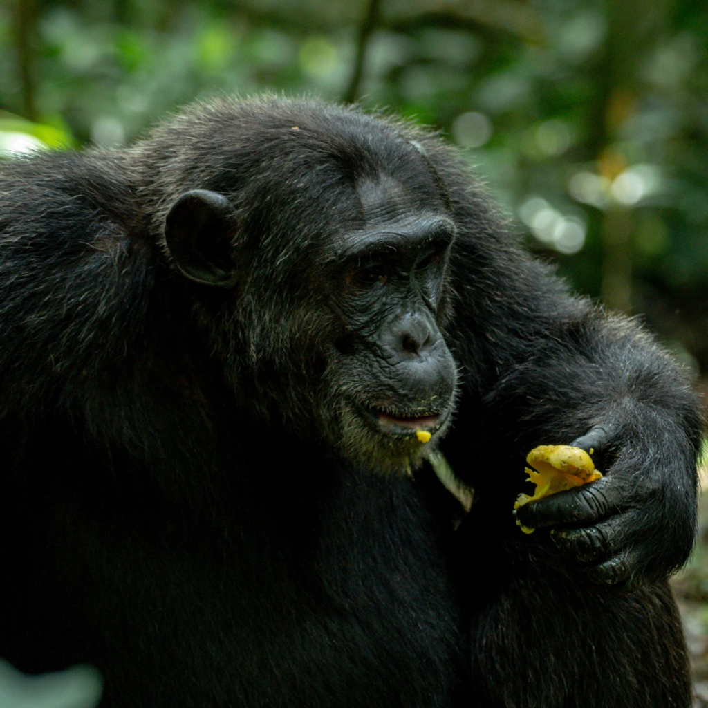 A chimpanzee with fruit in its hand looking down in the forest
