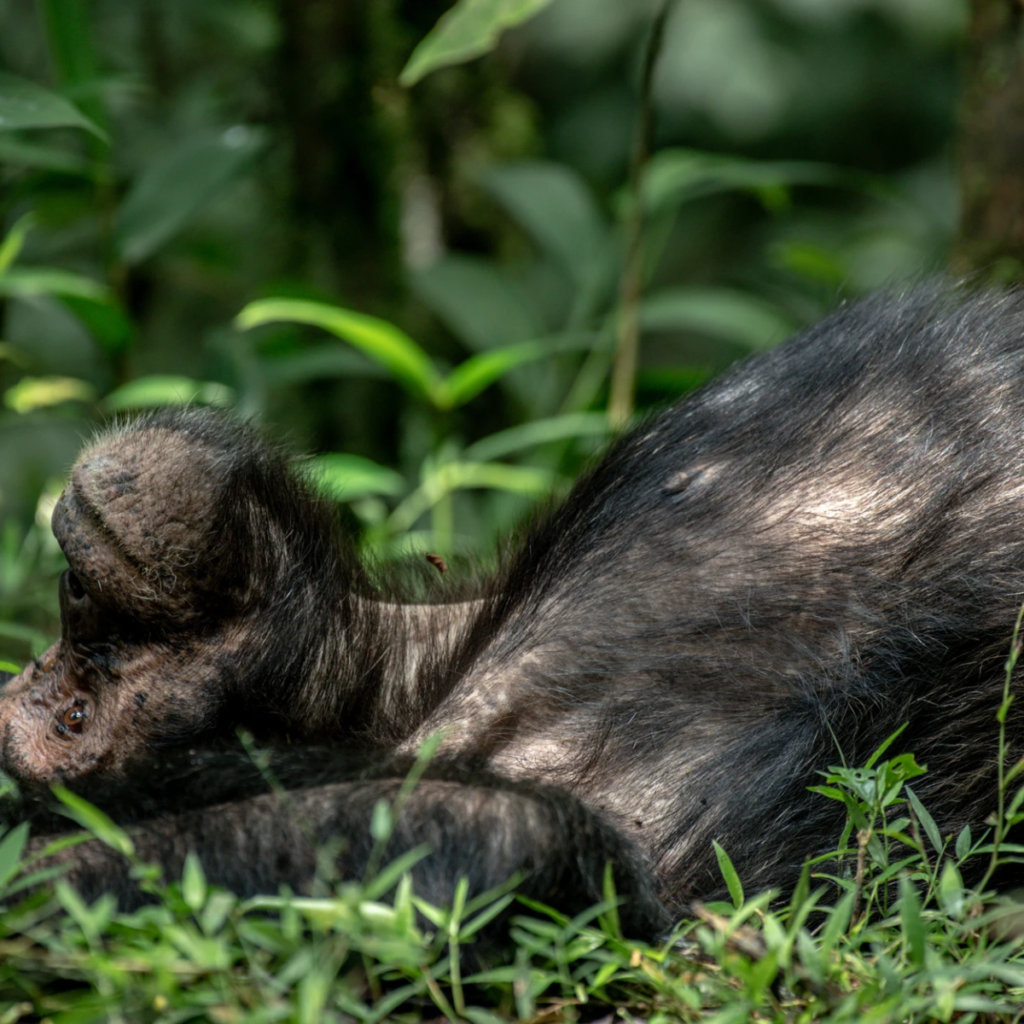 Chimpanzee Habituation
